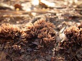Thelephora palmata image