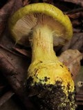 Cortinarius viridirubescens image