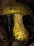 Cortinarius viridirubescens image