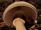 Agaricus moelleri image
