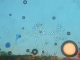 Bremia lactucae image
