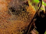 Dicranophora fulva image
