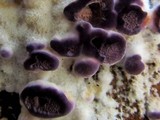 Trichaptum abietinum image