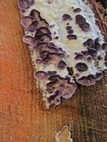 Trichaptum abietinum image