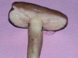 Lactarius pseudomucidus image