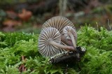 Mycena galericulata image