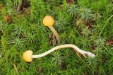 Galerina vexans image