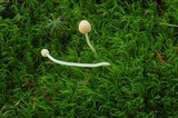 Galerina vexans image