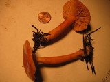 Lactarius subflammeus image