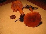 Lactarius subflammeus image