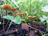Conocybe rugosa image