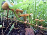 Conocybe rugosa image