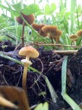 Conocybe rugosa image