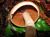 Cortinarius laniger image