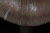 Amanita sect. Vaginatae image