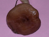 Lactarius pseudomucidus image