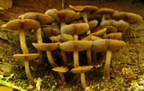 Agrocybe firma image