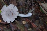 Amanita farinosa image