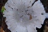 Amanita farinosa image