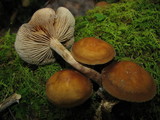Agrocybe firma image