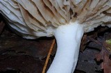 Amanita farinosa image