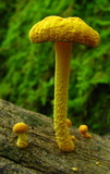 Cyptotrama chrysopepla image