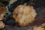 Ceratiomyxa fruticulosa var. fruticulosa image