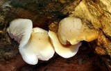 Pleurotus pulmonarius image