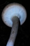 Boletellus ananas image