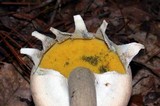 Boletellus ananas image