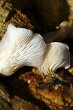 Pleurotus pulmonarius image