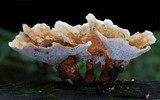 Abortiporus biennis image