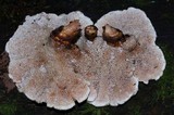 Abortiporus biennis image