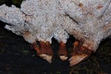 Abortiporus biennis image