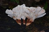 Abortiporus biennis image