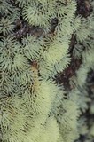 Ceratiomyxa fruticulosa var. fruticulosa image