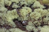 Ceratiomyxa fruticulosa var. fruticulosa image