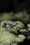 Ceratiomyxa fruticulosa var. fruticulosa image