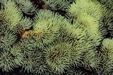 Ceratiomyxa fruticulosa var. fruticulosa image