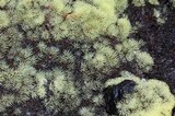 Ceratiomyxa fruticulosa var. fruticulosa image