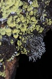 Ceratiomyxa fruticulosa var. fruticulosa image