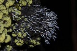 Ceratiomyxa fruticulosa var. fruticulosa image