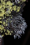 Ceratiomyxa fruticulosa var. fruticulosa image