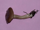 Lactarius pseudomucidus image