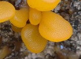 Dacryopinax spathularia image