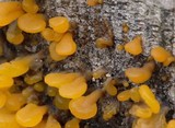 Dacryopinax spathularia image