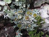 Parmelina carporrhizans image