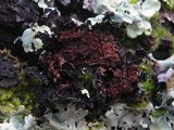 Parmelina carporrhizans image