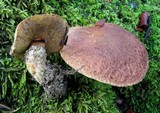 Suillus lakei image