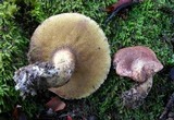 Suillus lakei image